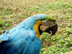 Parrot